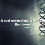 Question : À quoi ressemblent les lys avant qu’ils ne fleurissent
